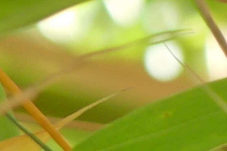 Haiku, Fotogalerie, Doris Cordes